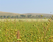 亚麻基地-2.jpg 亚麻基地-2.jpg