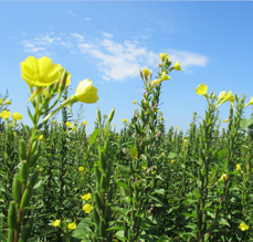 月见草基地-2.jpg 月见草基地-2.jpg