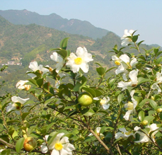 山茶花基地-2.jpg 山茶花基地-2.jpg