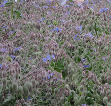 琉璃苣基地-2.jpg 琉璃苣基地-2.jpg