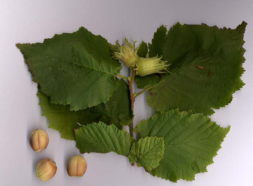 Corylus_avellana榛果也.jpg