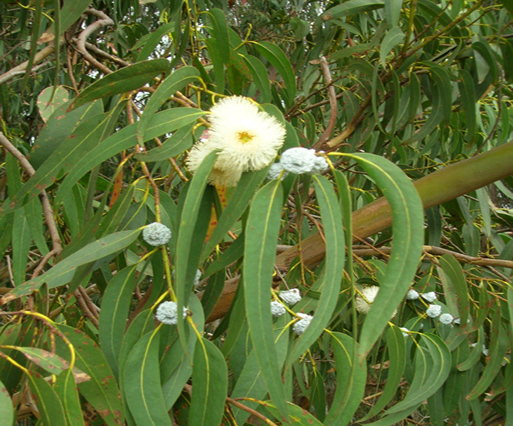 尤加利_Eucalyptus_globulus-500.jpg