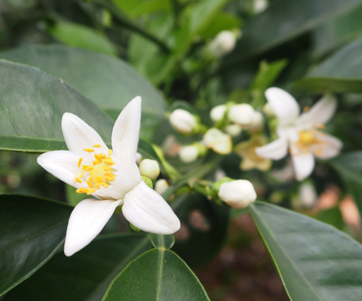 苦橙花2.jpg