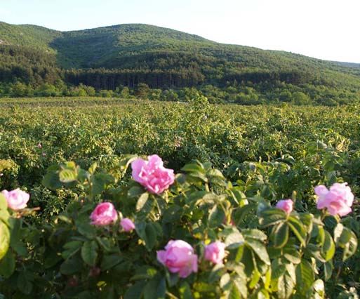 rosi s planina 2.JPG