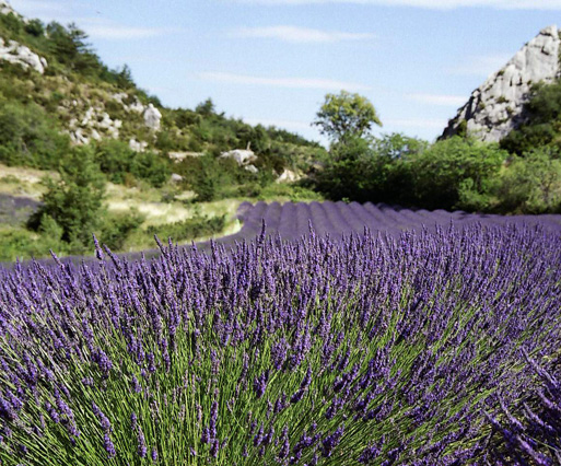 法国醒目薰衣草-4.jpg