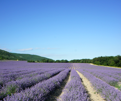 保加利亚薰衣草园2.jpg