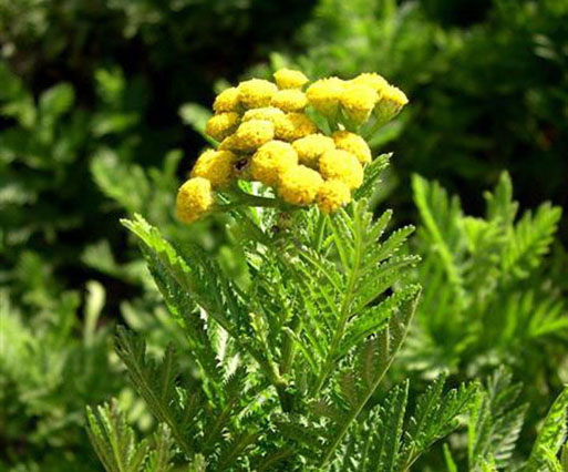 tanacetumvulgare1.jpg tanacetumvulgare1.jpg