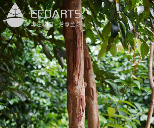 肉桂树.jpg 肉桂树.jpg