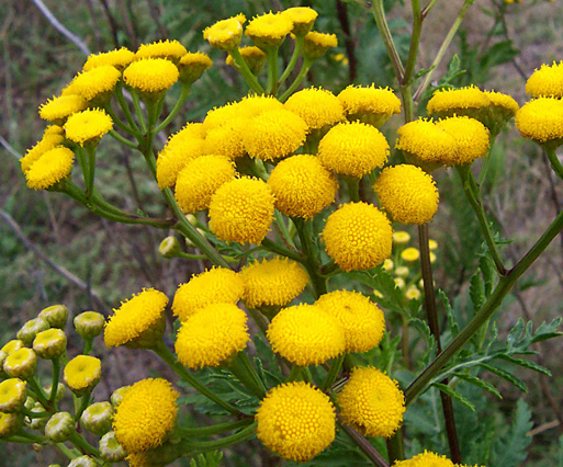 Tanacetum-annuum-L.-192370.jpg